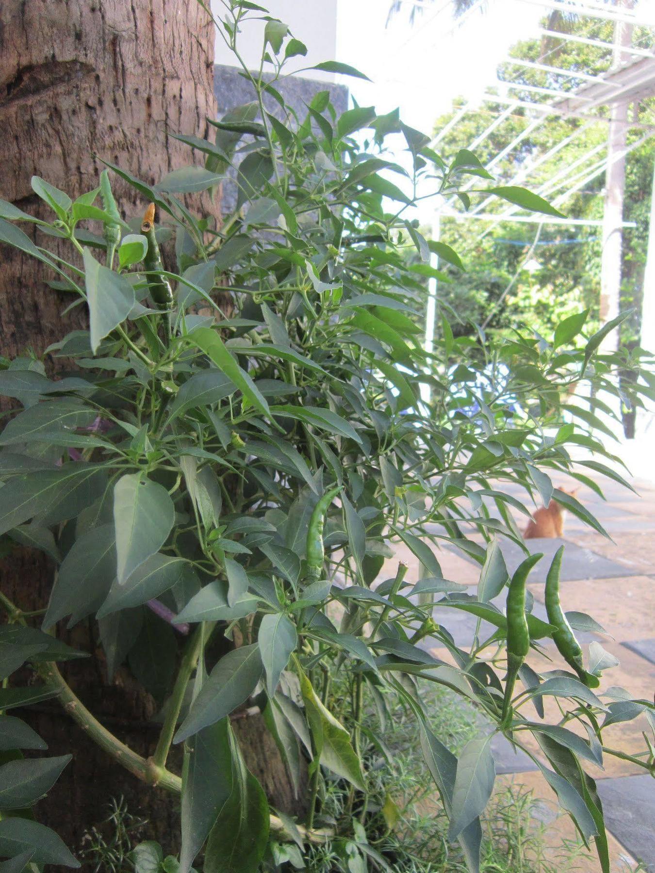 Be Home Hostel Phu Quoc Buitenkant foto